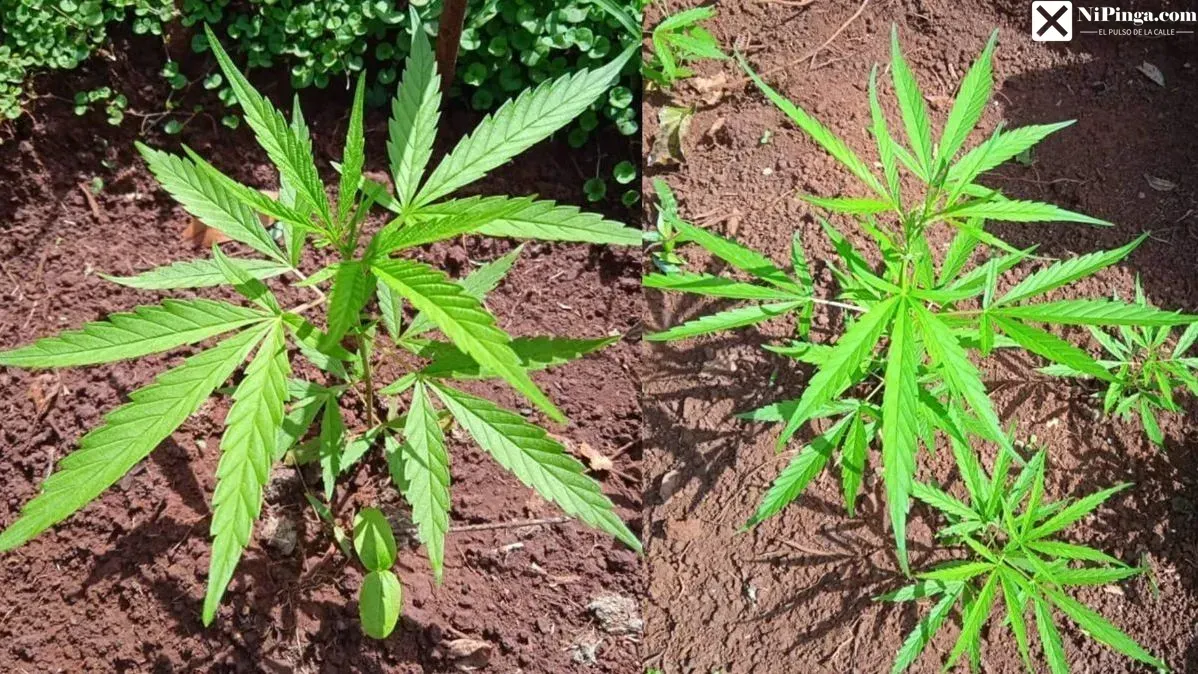 ¡Agarraron al Cultivador de María Juana!