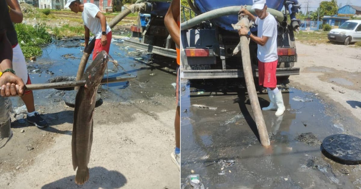 ¡Clarias en el Alcantarillado!