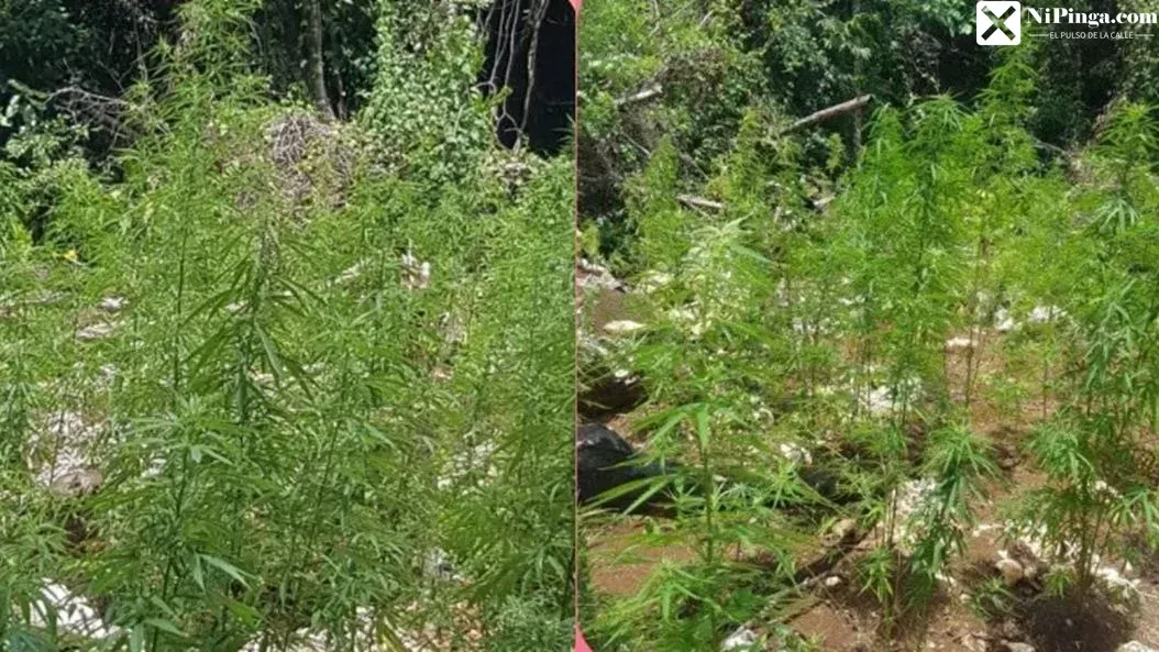 ¡Coño, que candela! ¡La Marihuana Florece en Santiago!