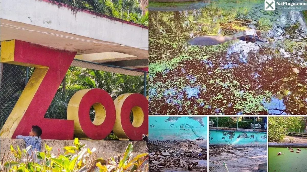 ¡El Zoológico de 26: ¡Una triste realidad!