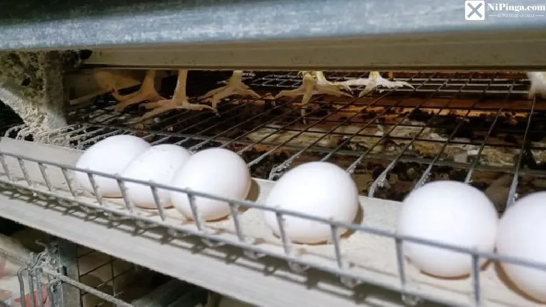 ¡Huevos al Revés! De 120 Millones a 16