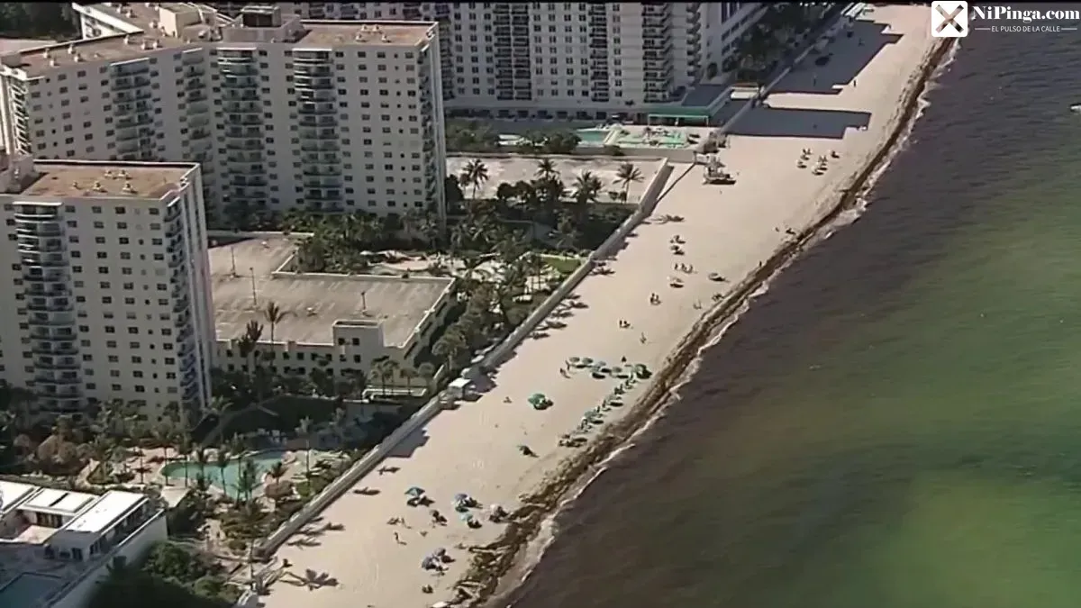 ¡Tiburón en Hollywood! ¡Qué candela!